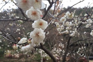 20160109　ウメの花が咲いています (2)